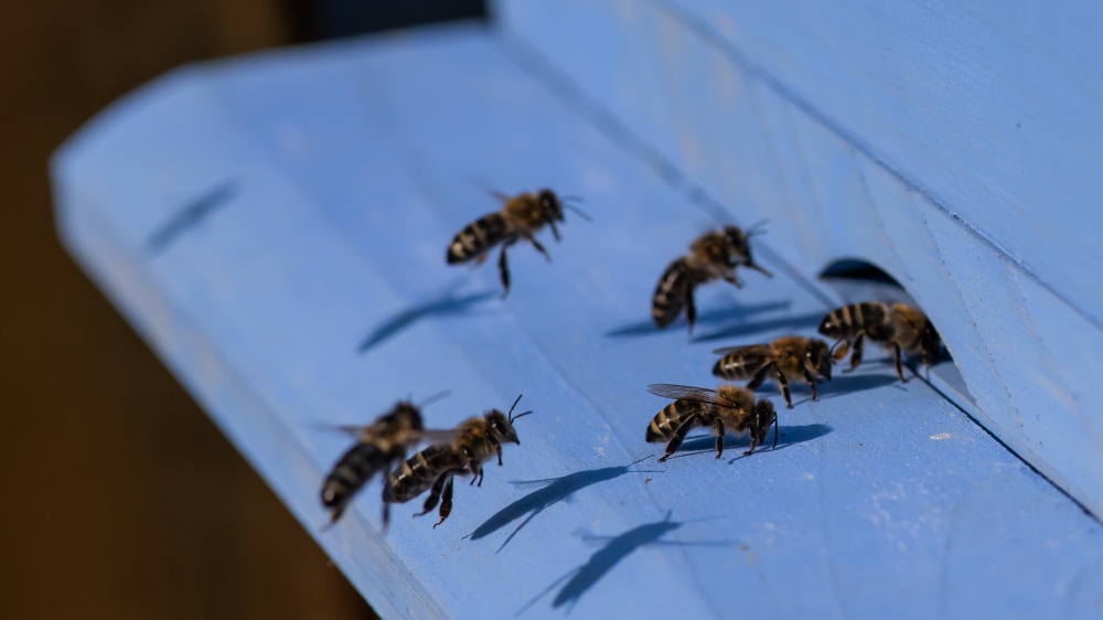 The Lowland Homestead bees